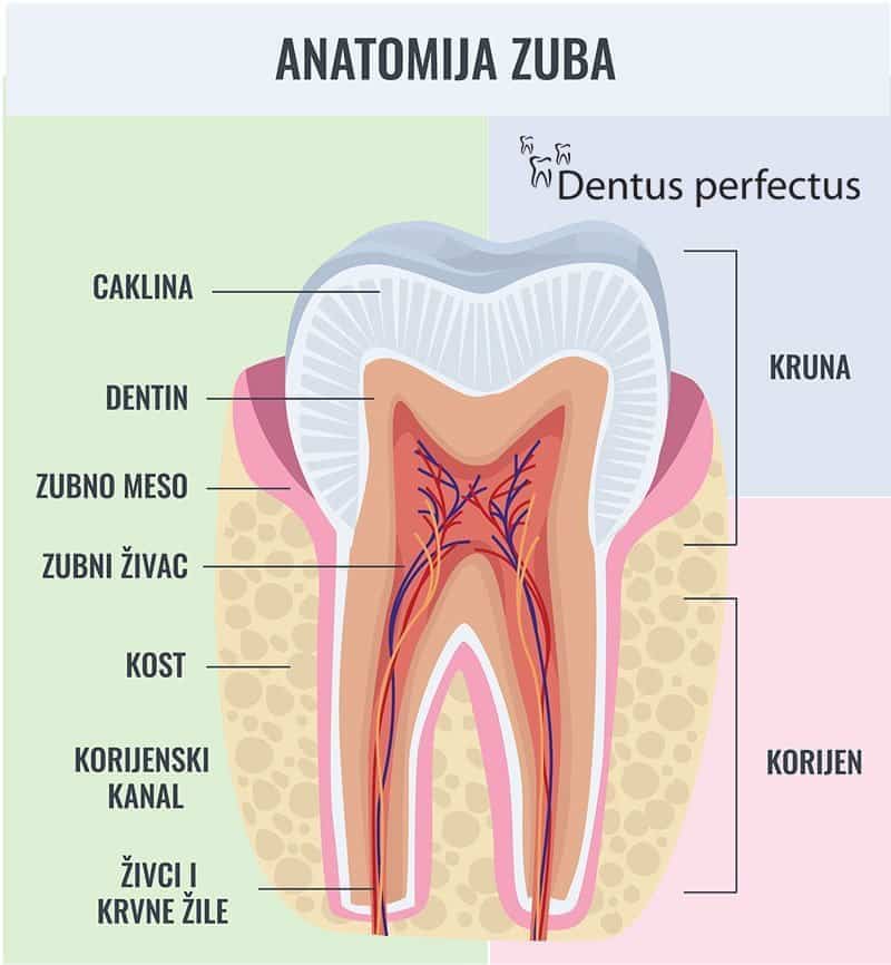 Dentus perfectus - anatomija zuba