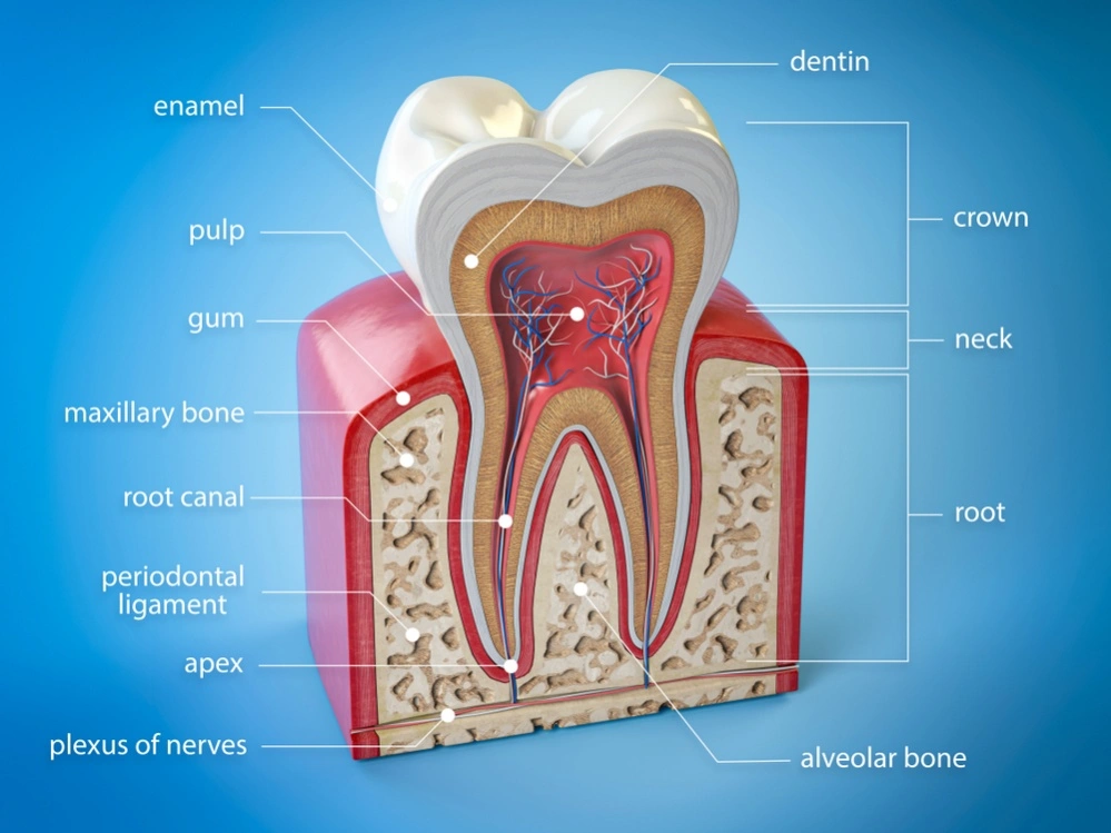 zubni živac